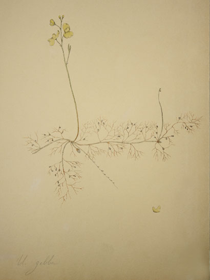 Utricularia-gibba_29